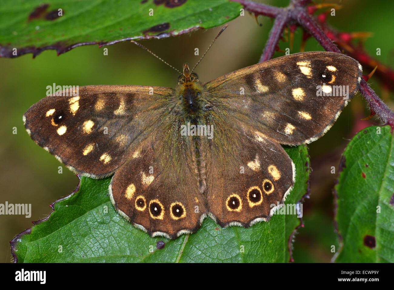 Gesprenkelte Holz Schmetterling, Pararge Aegeria, UK Stockfoto