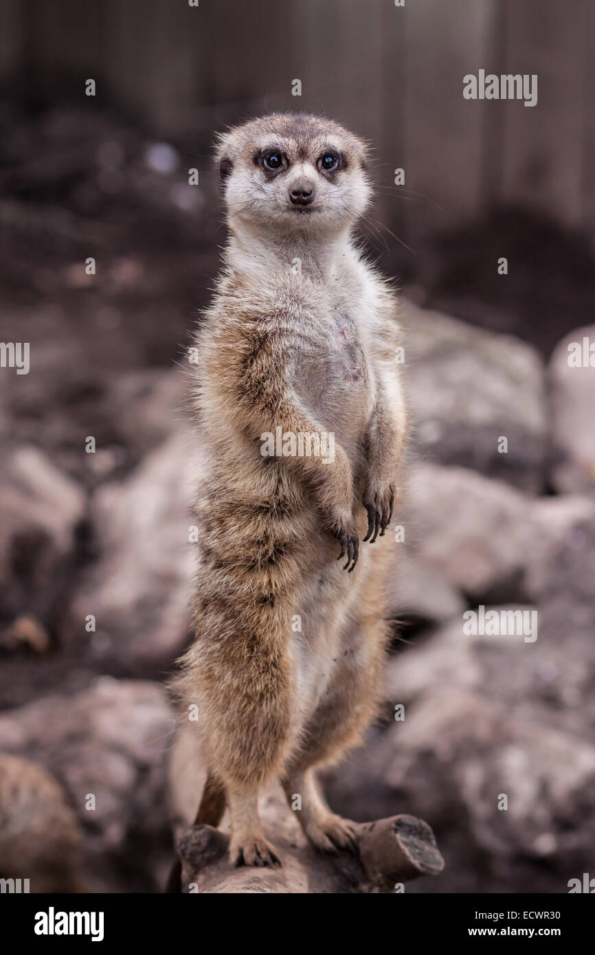 Lierten Erdmännchen stehend am hinteren Beine Stockfoto