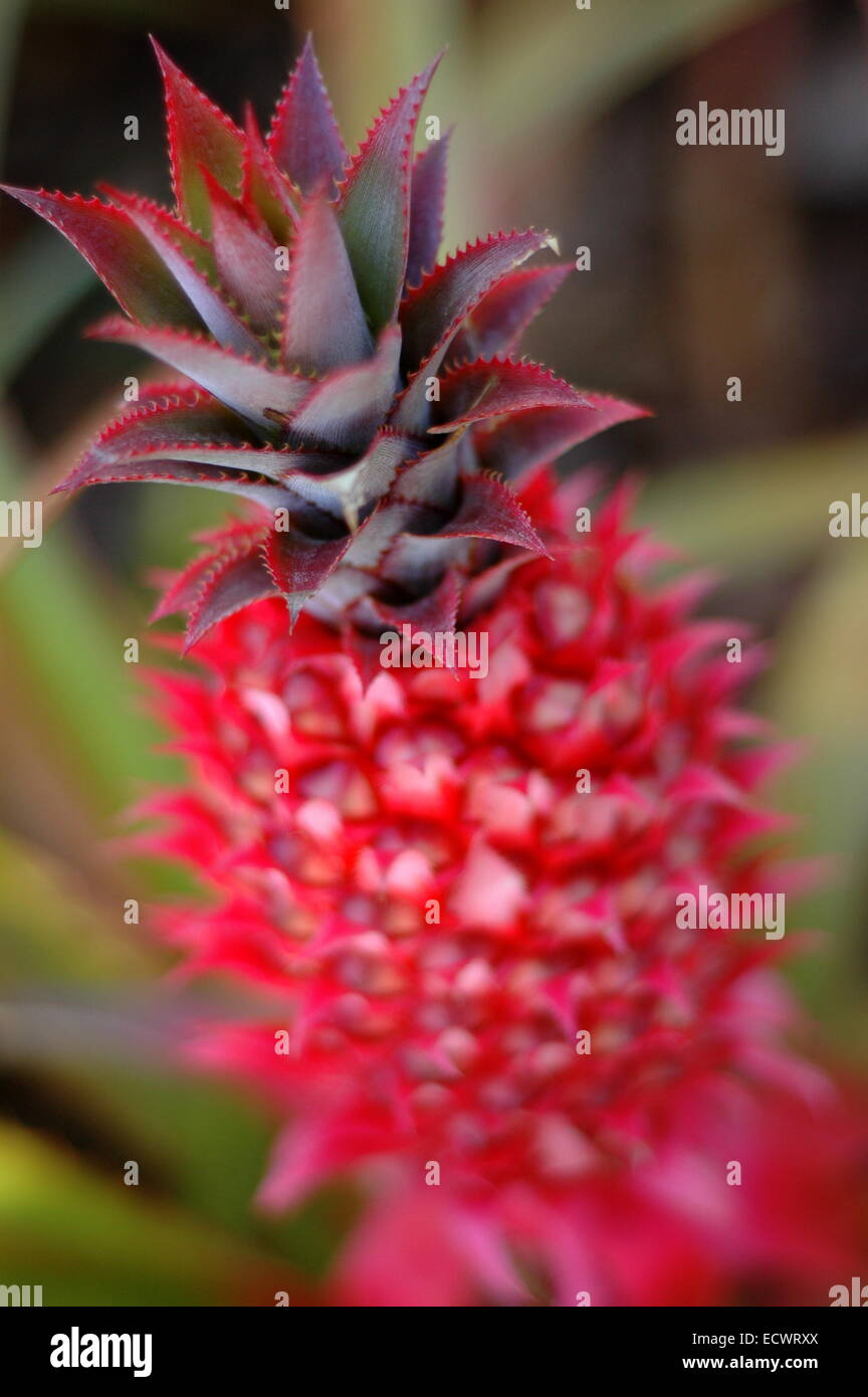 Tropische ananas Fotos und Bildmaterial in hoher Auflösung Alamy