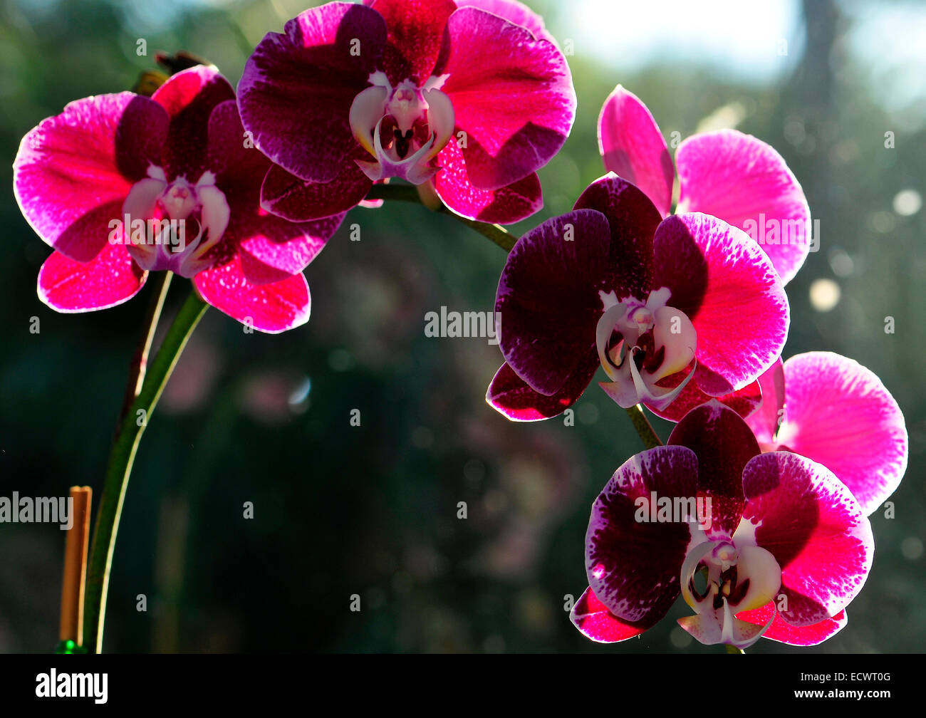 Rosa Orchideen am Fenster Stockfoto