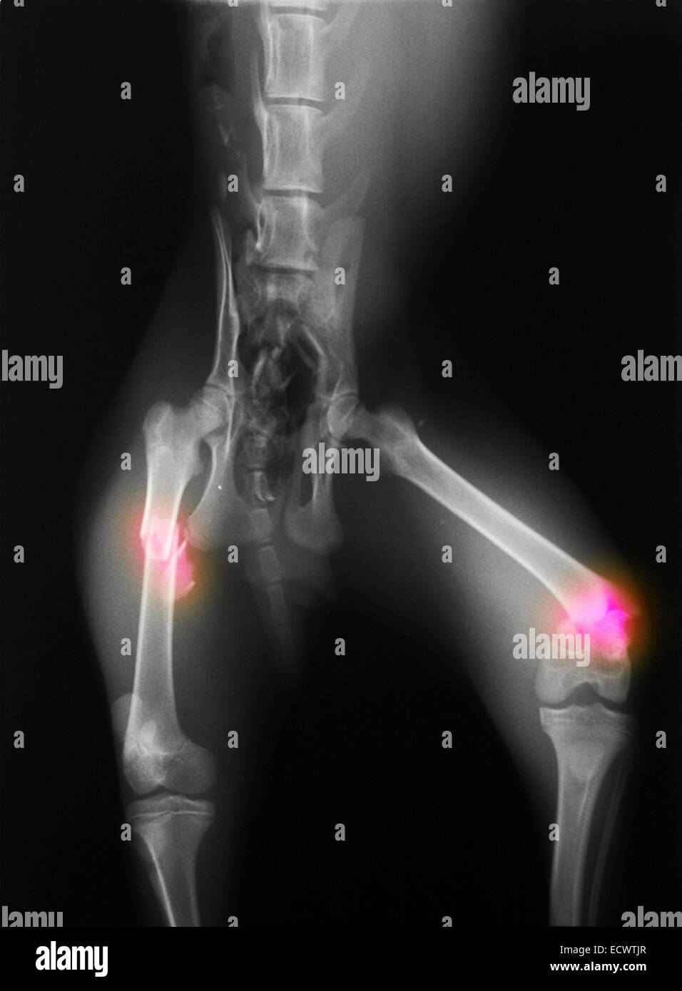 X-ray ein Bobcat von einem Bruch seiner Femur Auto angefahren. Stockfoto