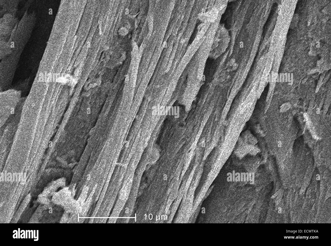 Scanning Electron Schliffbild von Chrysotilasbest, weiß. Stockfoto