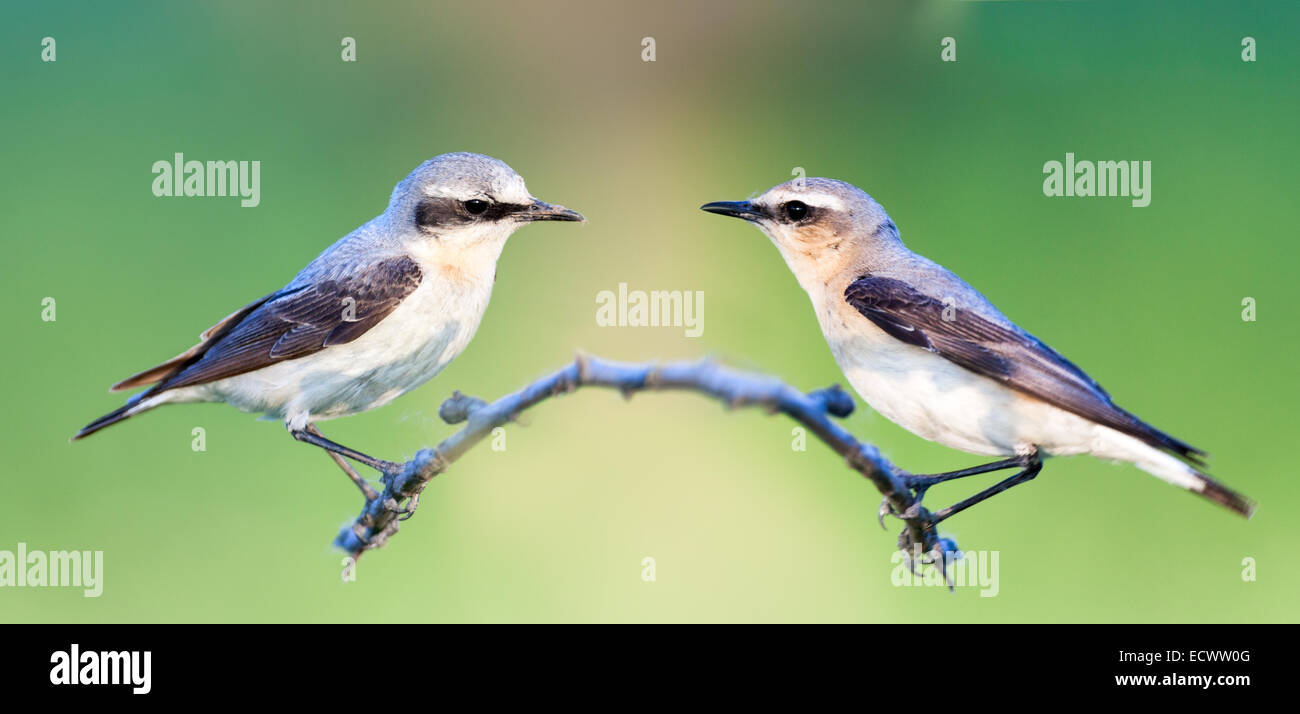 Steinschmätzer (Oenanthe Oenanthe). Wildvögel in einen natürlichen Lebensraum. Collage aus zwei Frames. Die Männchen (links) und Weibchen Stockfoto