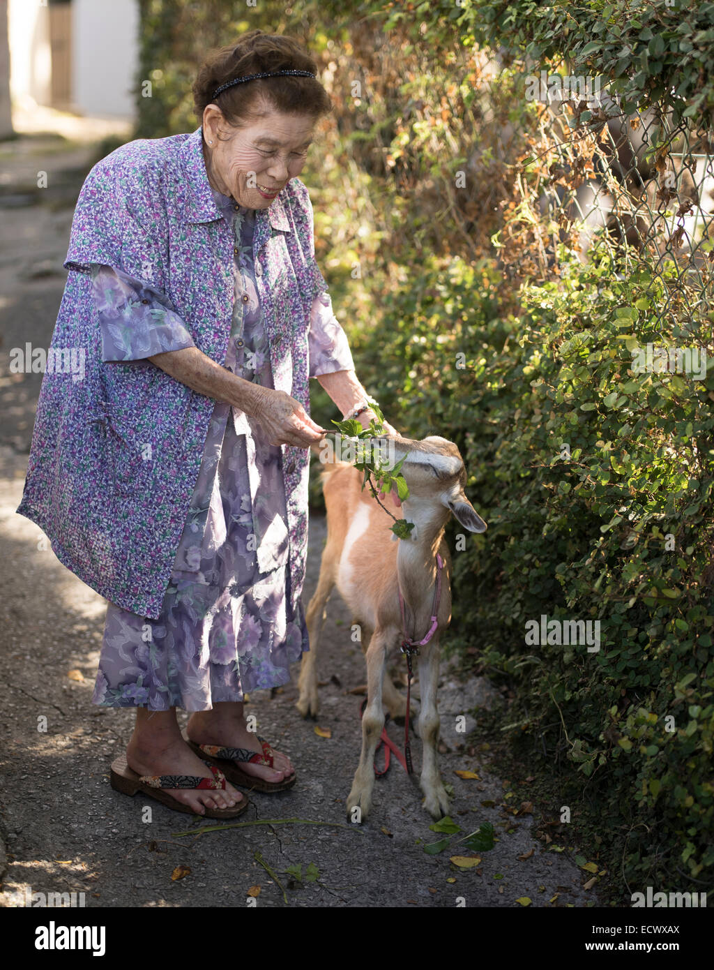 Shizuko Hanashiro 98 Jahre alt mit einer Ziege in Stadt Tsuboya Keramik Bezirk von Naha, Okinawa. Stockfoto