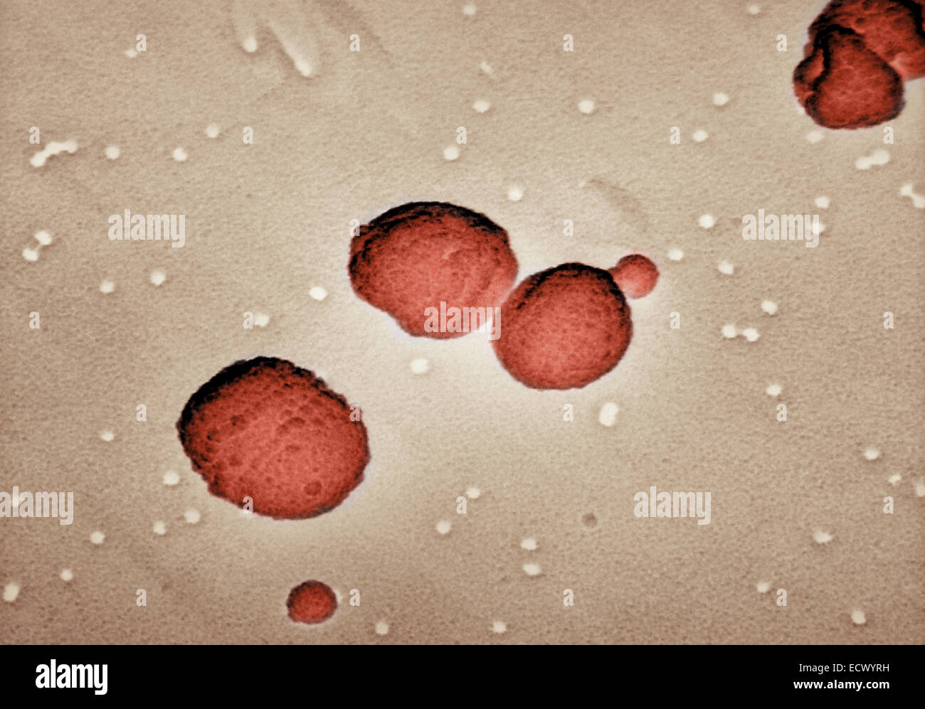 Scanning Electron Schliffbild Streptococcus Pneumoniae. Stockfoto
