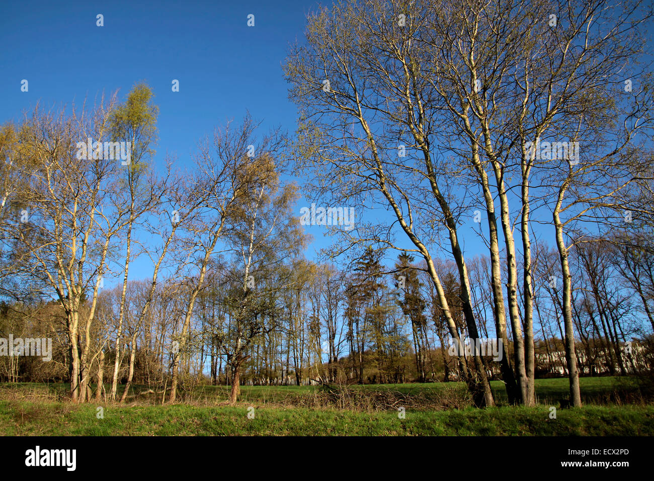 Frühling-Bäume im Taunus in der Nähe von Engenhahn, Hessen, Deutschland Stockfoto