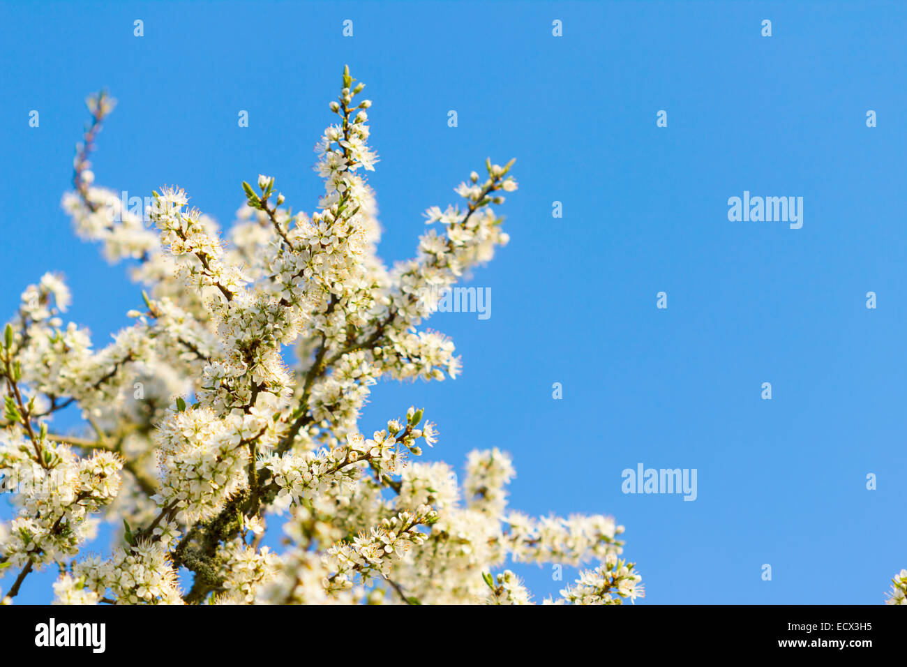 Frühlingshaften Blossom Baum Stockfoto