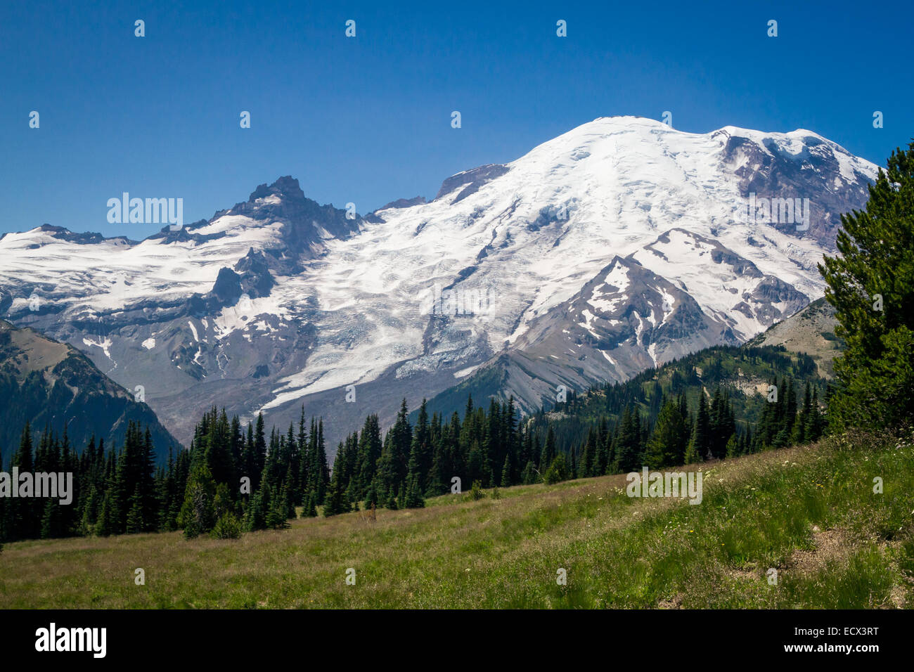 Blick über eine Blumenwiese in Richtung Mount Rainier Stockfoto