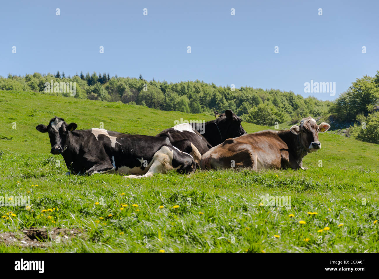 Weidende Kühe Stockfoto