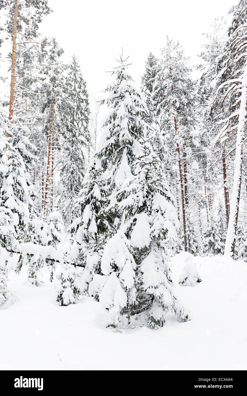 Winterwald bei Schnee und Eis Stockfoto