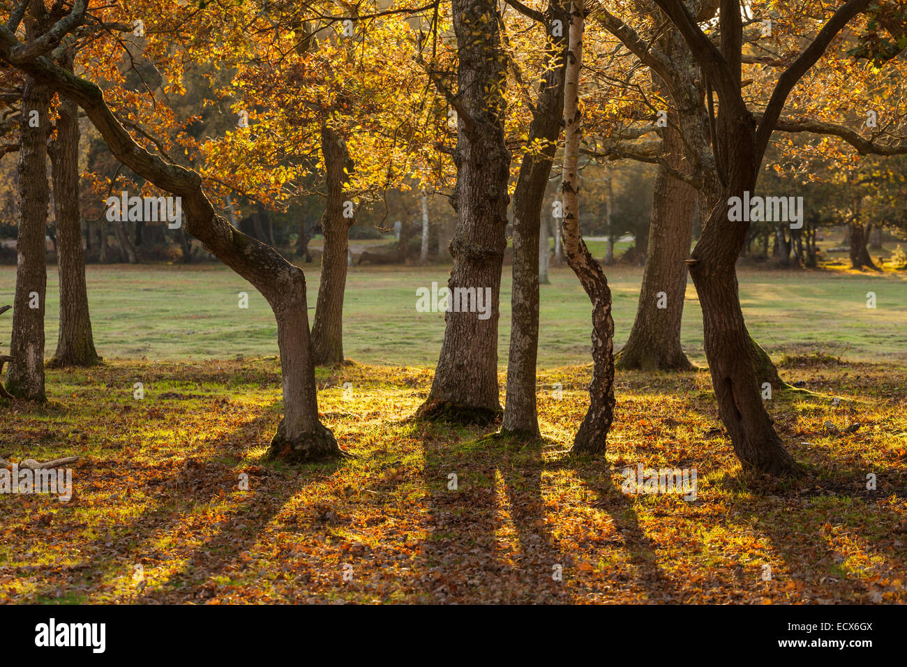 Herbstnachmittag in Hollands Wald nahe Brockenhurst, New Forest National Park, Hampshire, England. Stockfoto