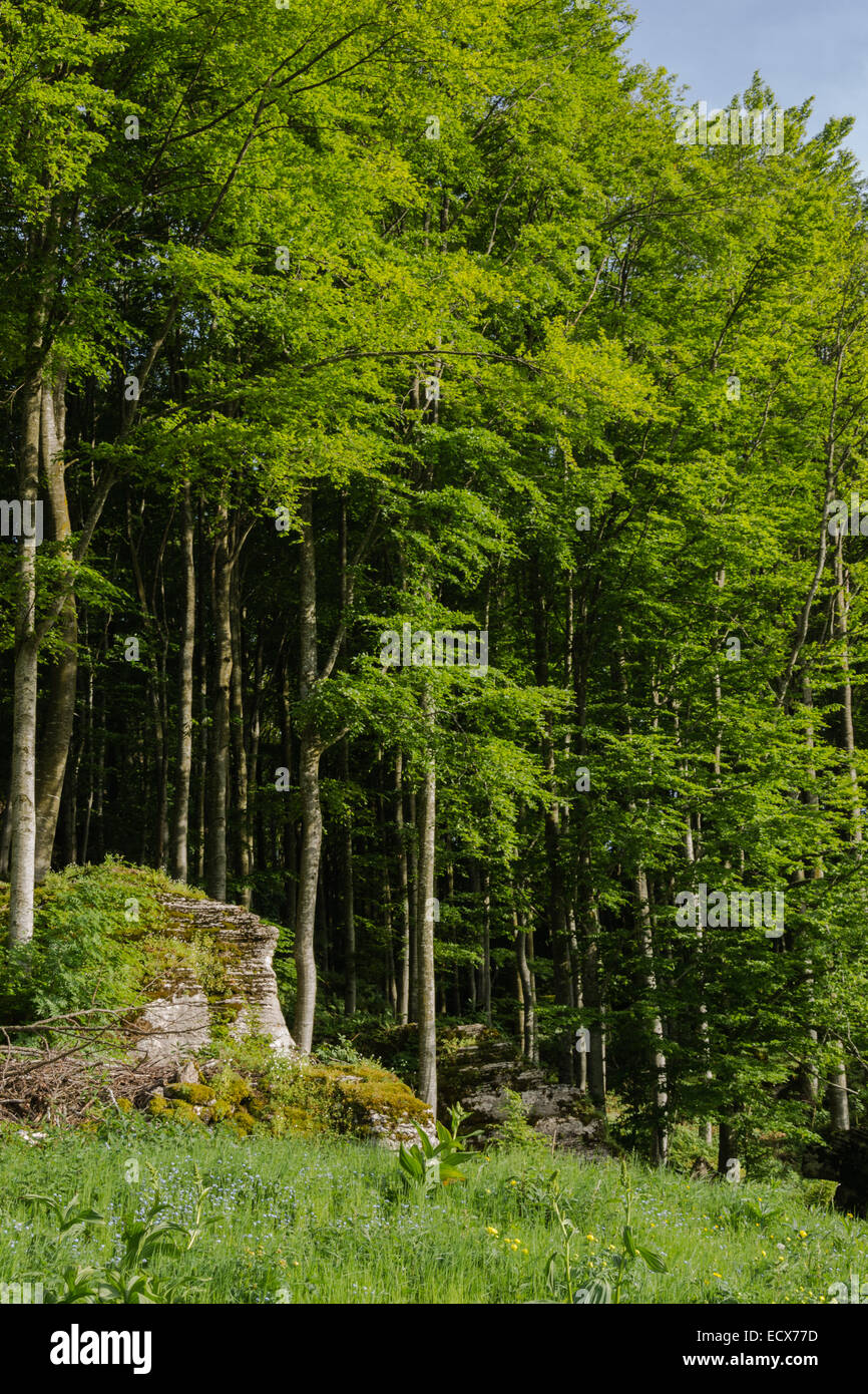 Conca dei Parpari in Roverè Veronese - Verona - Italien Stockfoto