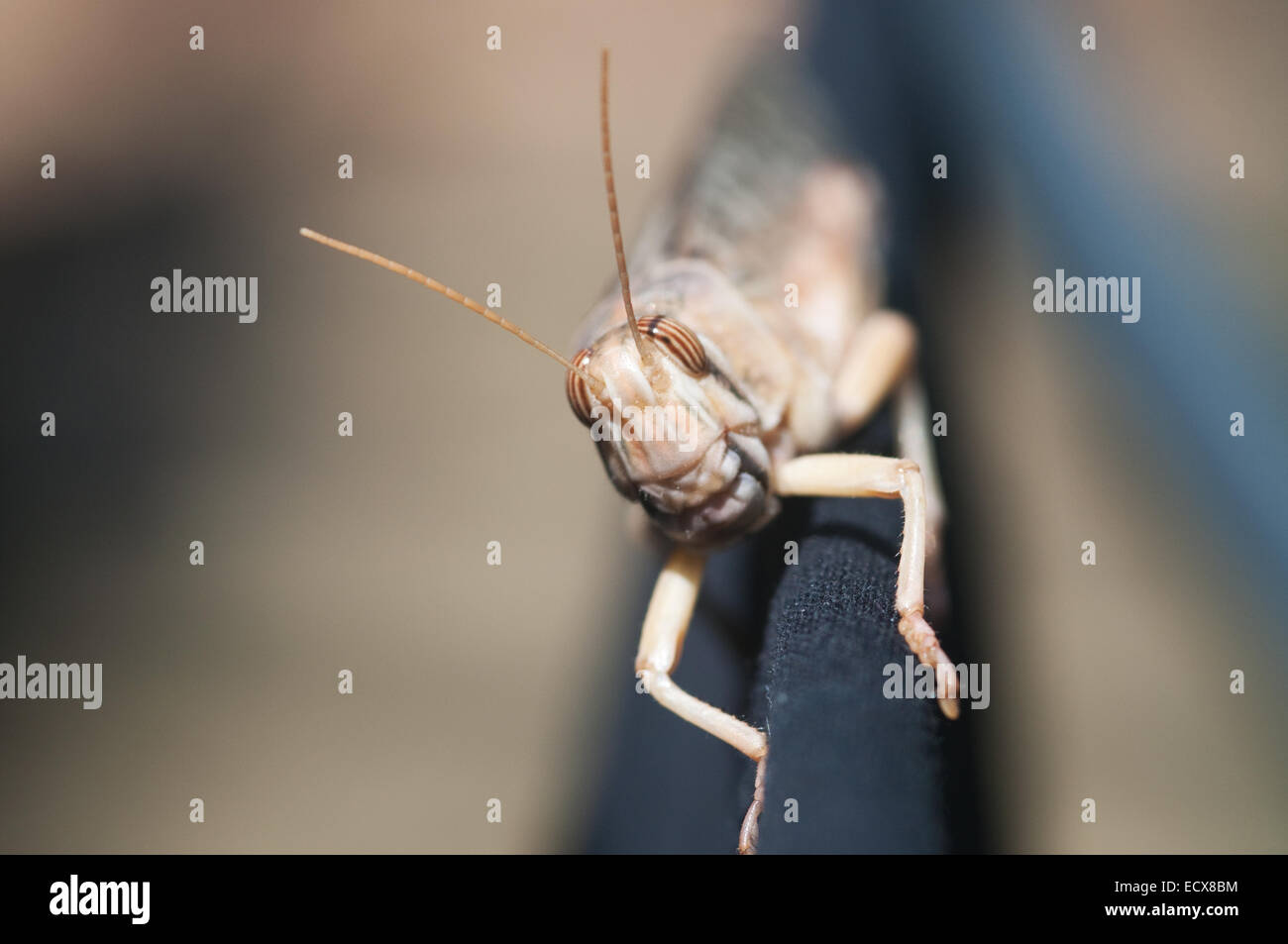 Ein Makro-Bild einer kurzen – gehörnte Heuschrecke in einem Garten im Vereinigten Königreich im Sommer. Stockfoto
