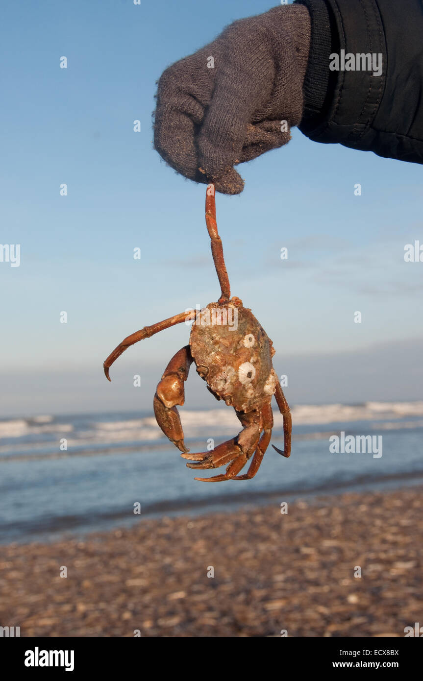 Ein Mann hält eine Krabbe am Strand im Winter am Holkham in Norfolk, England. Stockfoto