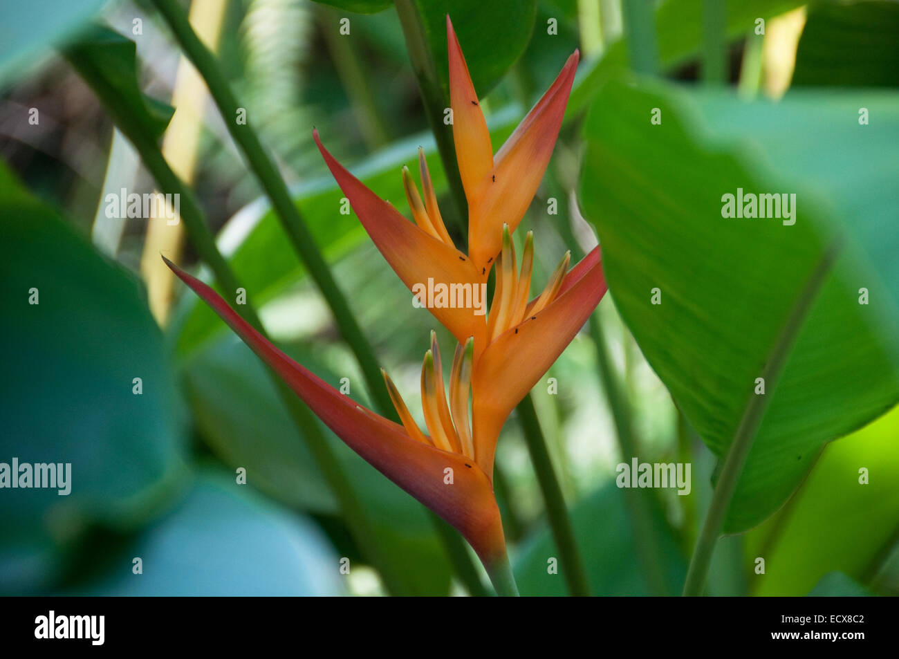 Heliconia Blume mit Ameisen zu Fuß auf sie, fotografiert im Eden Project in Cornwall, Großbritannien Stockfoto