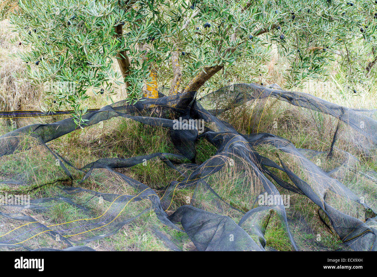 Olive Netting unter einem Olivenbaum in Spanien Stockfoto