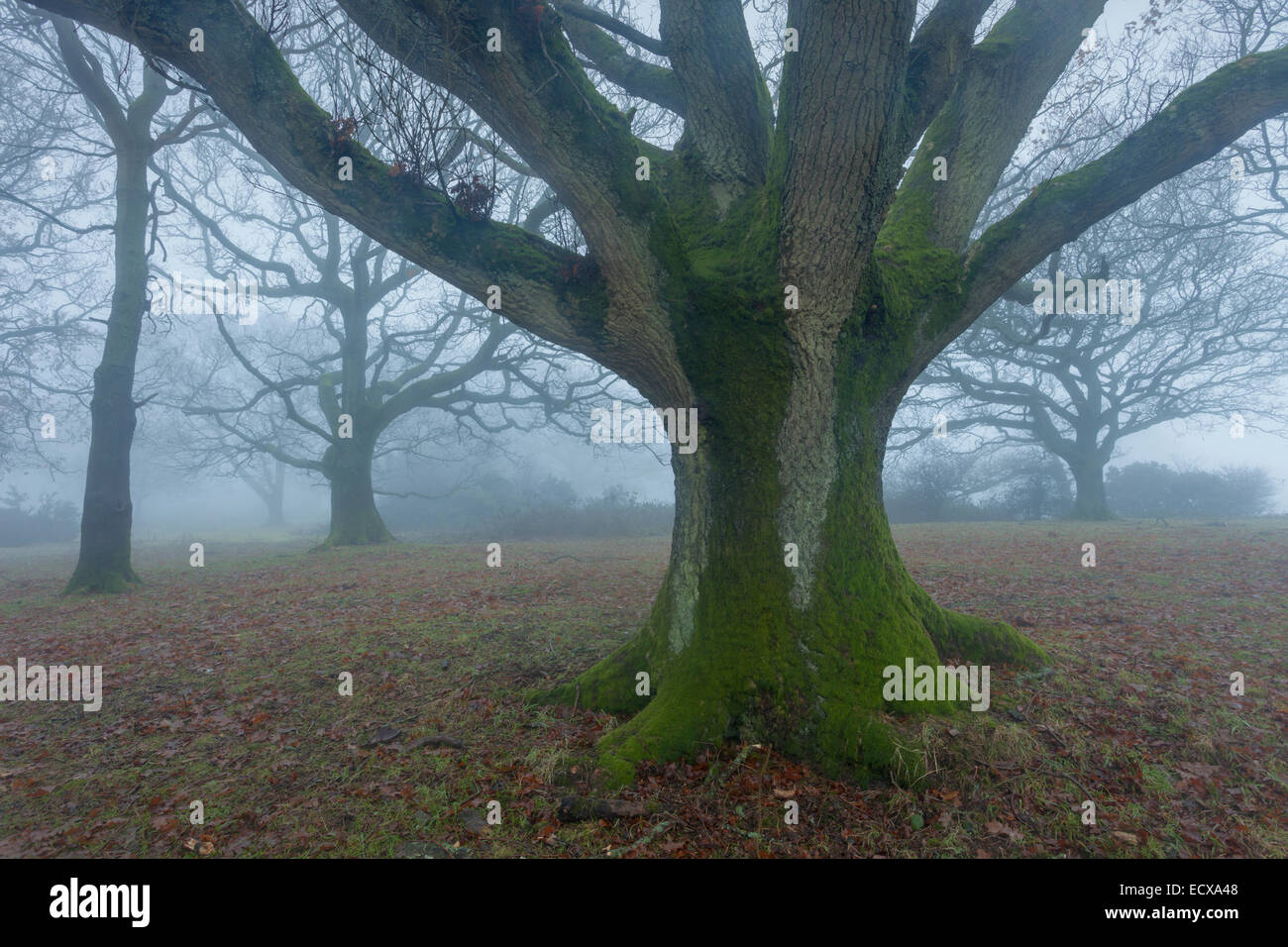 Nebeliger Tag in einem Wald auf die South Downs, West Sussex, England. Stockfoto