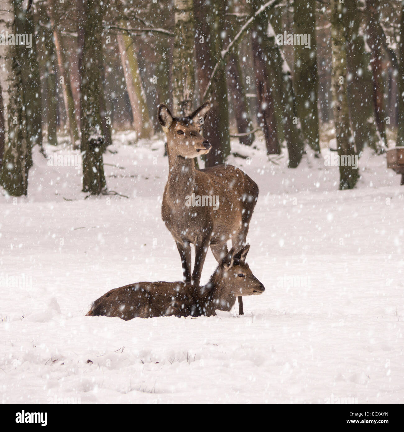 Rehe im Wald an einem verschneiten Wintertag Stockfoto Rehe im Wald an einem verschneiten Wintertag Stockfoto