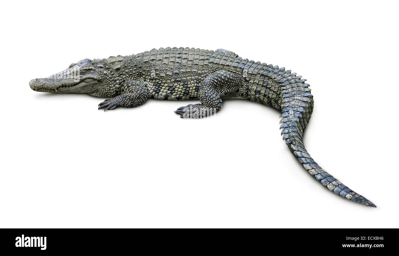 Krokodil, isoliert auf weiss Stockfoto