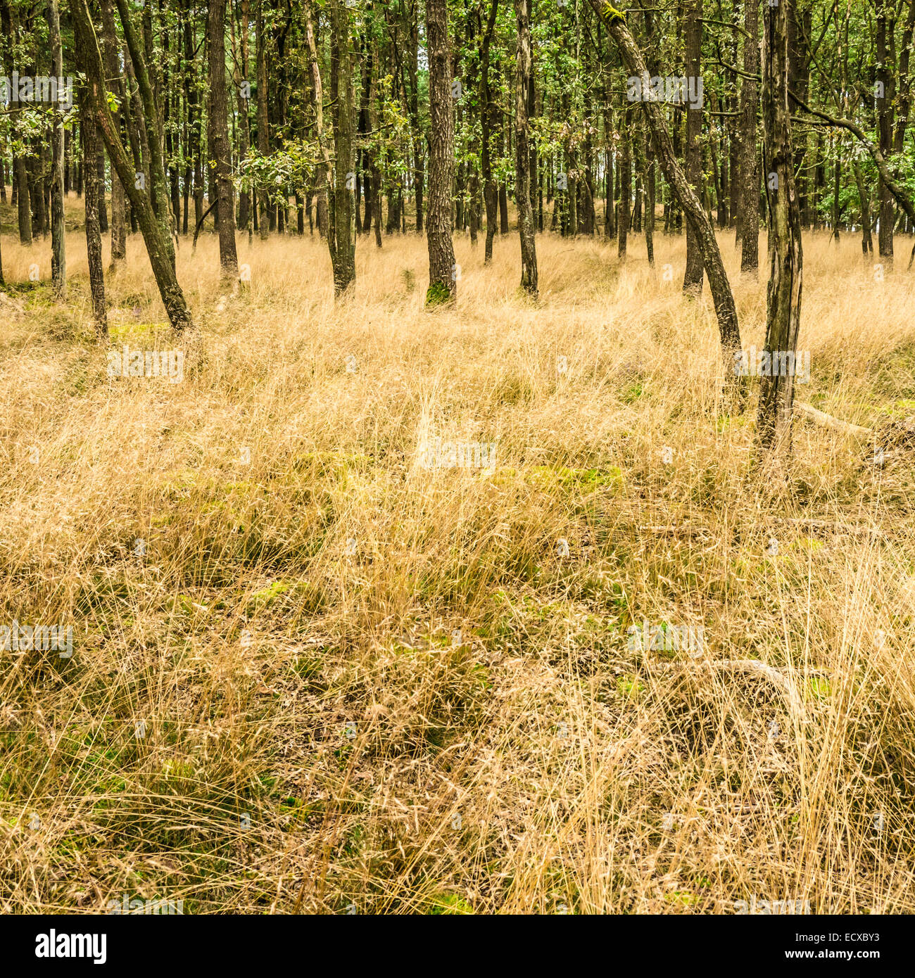 Hintergrund des Grases und einem Wald Stockfoto Hintergrund des Grases und einem Wald Stockfoto
