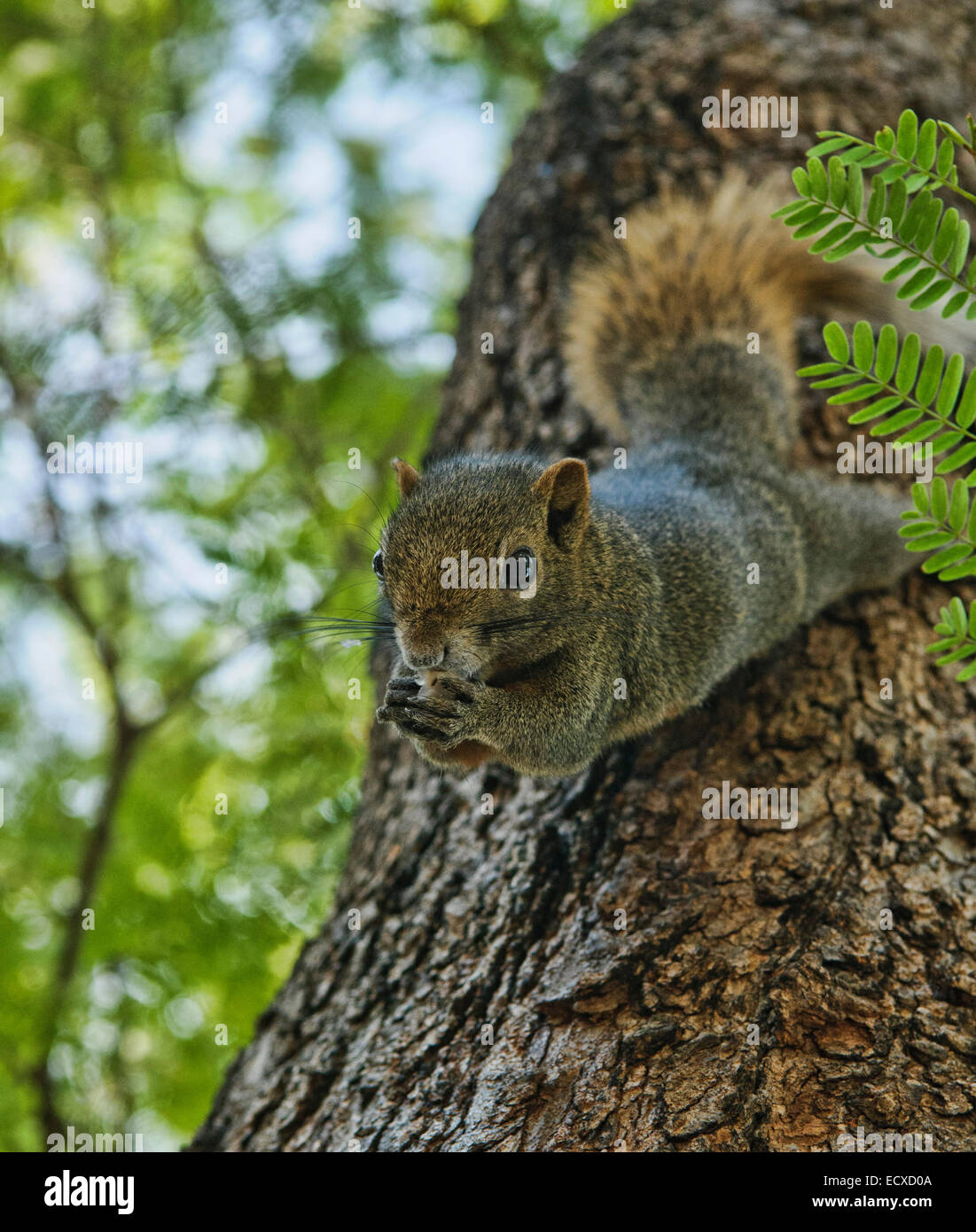 Baum-Eichhörnchen Essen lanzones Stockfoto