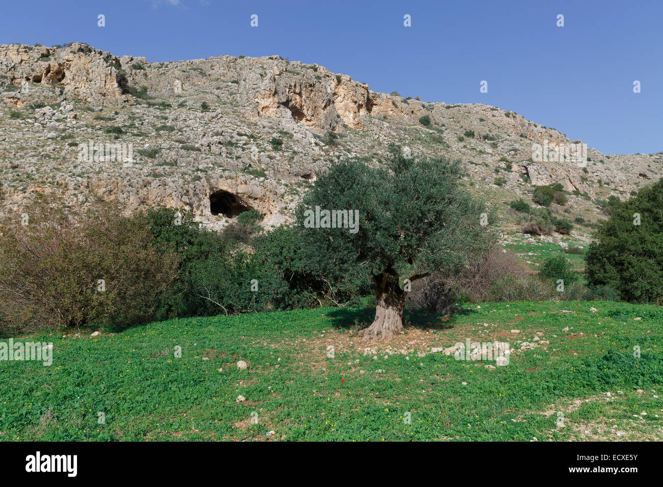 Olivenbaum auf einem Hintergrund von Bergen Stockfoto