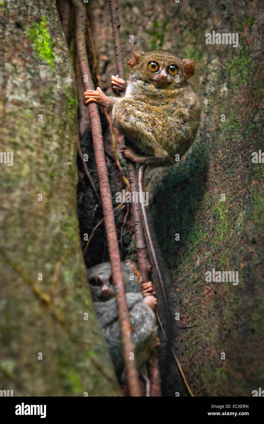 Im Naturschutzgebiet Tangkoko, North Sulawesi, Indonesien, sind an einem Baum bei hellem Tageslicht zwei Spektraltarsiere, nachtaktive Primaten, zu sehen. Stockfoto