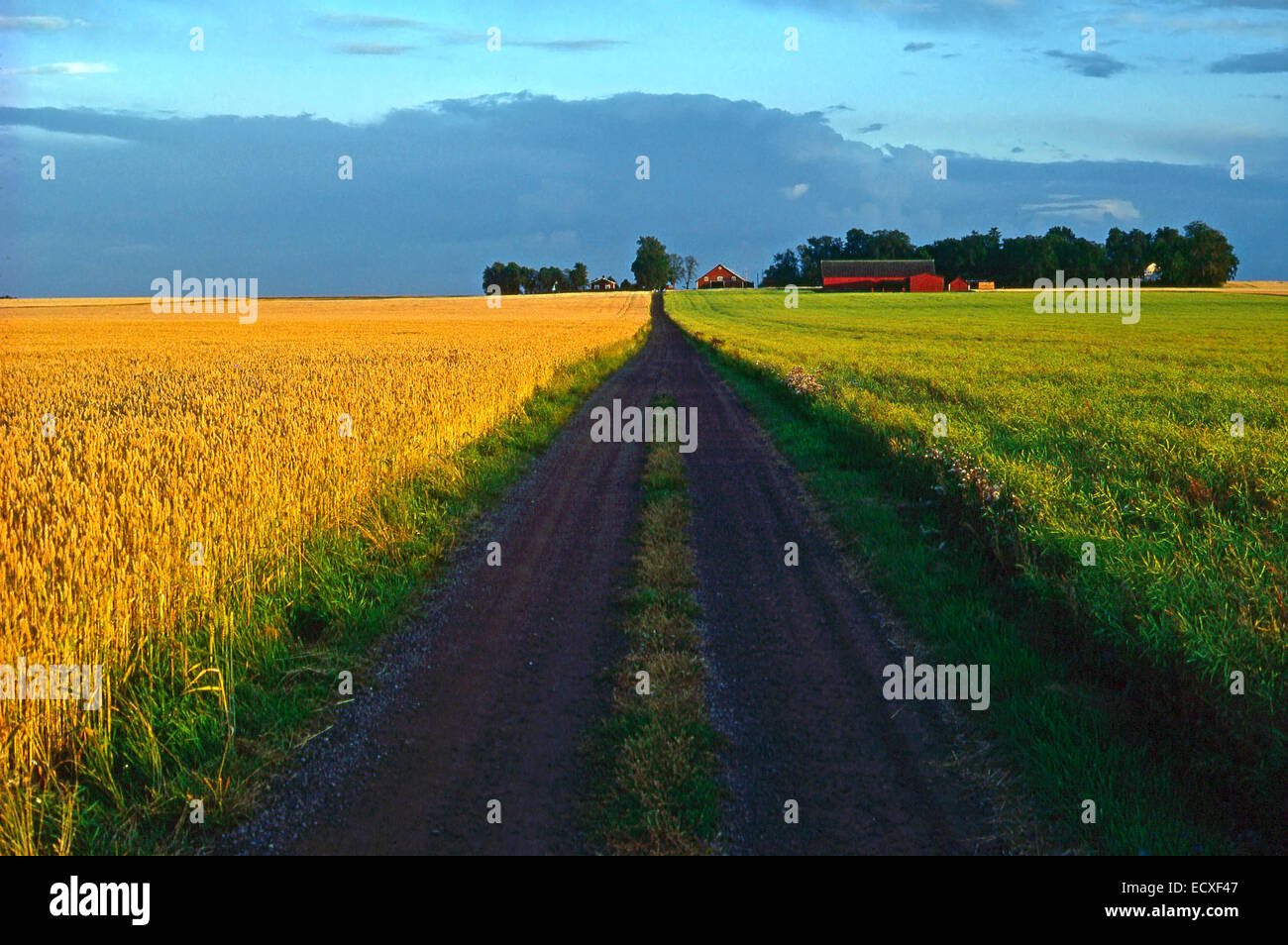 Dänische landwirtschaftliche Landschaft; Landstraße, die durch landwirtschaftliche Kulturen Weizen und Gras Weiden; Bauernhof Stockfoto
