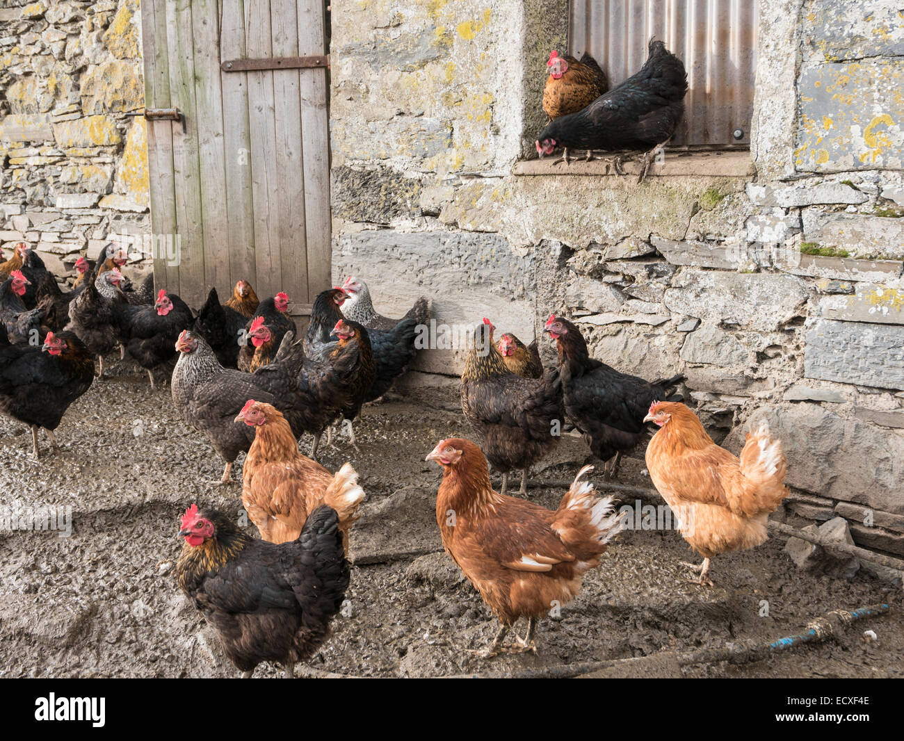 Hühnerfarm Szene mit Freilandhühnern außerhalb einer Steinscheune Hühnerputsch. Gwynedd, Wales, Großbritannien Stockfoto