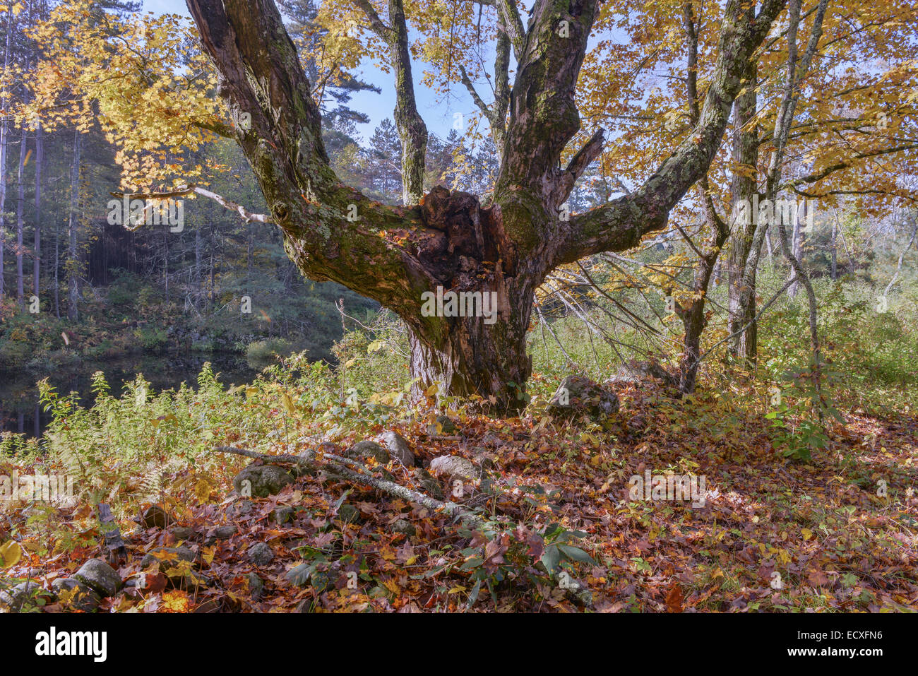 Wolf Baum am Tor 41, Ausbau Reservoir, Petersham, Massachusetts Stockfoto