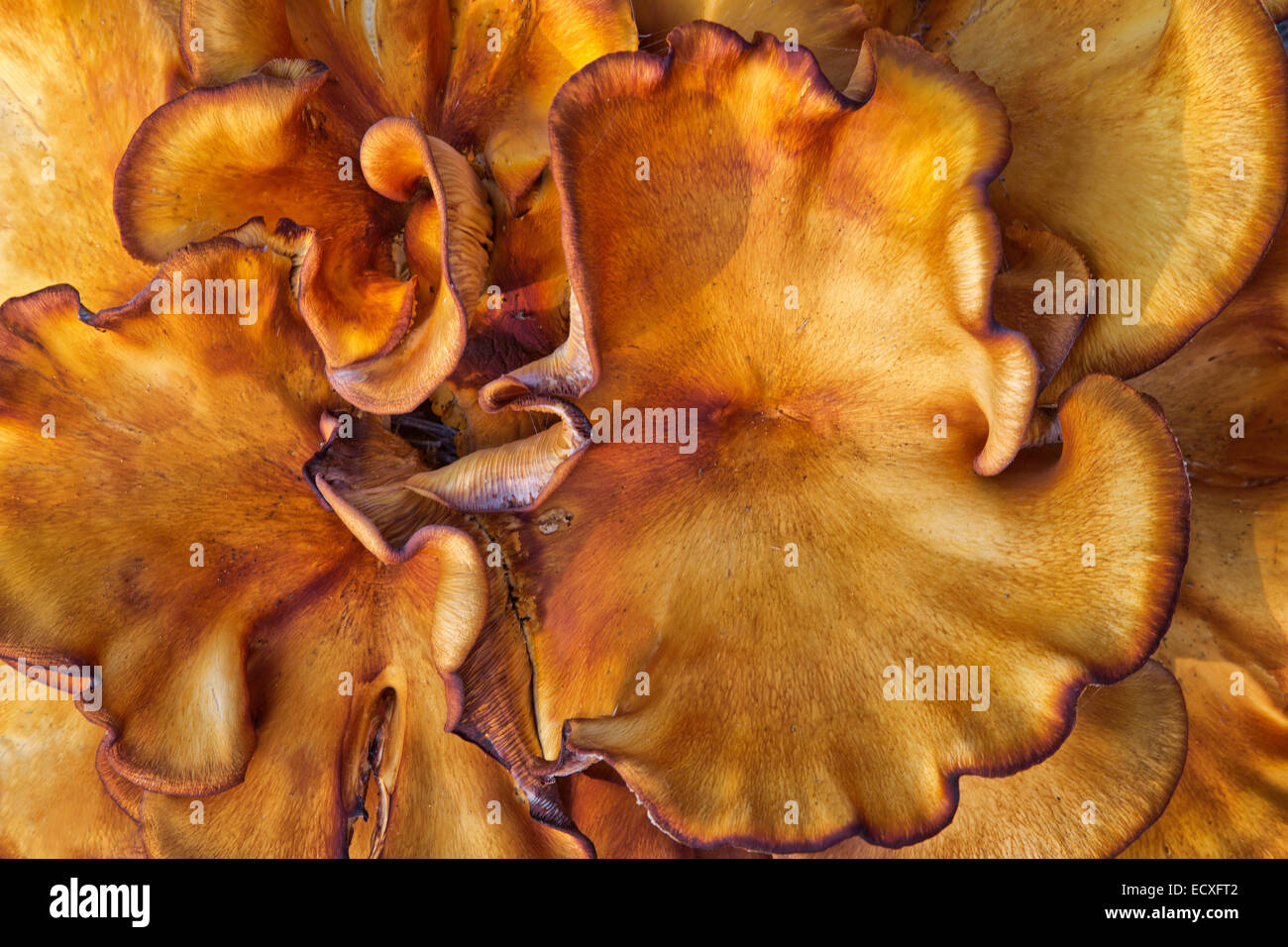 Laetiporus Sulphureus, Schwefel-Regal. Stockfoto