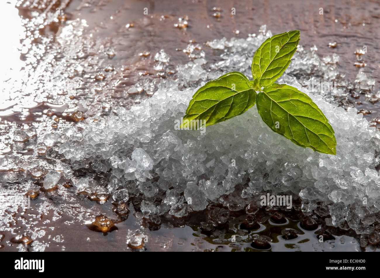 Salz und Minze zum Würzen von Speisen Stockfoto
