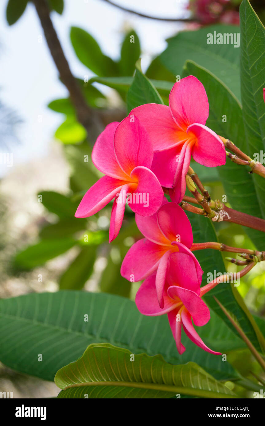 Gran Canaria - Jardin Botanico de Viera y Clavijo. Führen Sie von der Universität von Las Palmas. Rosa Frangipani. Stockfoto