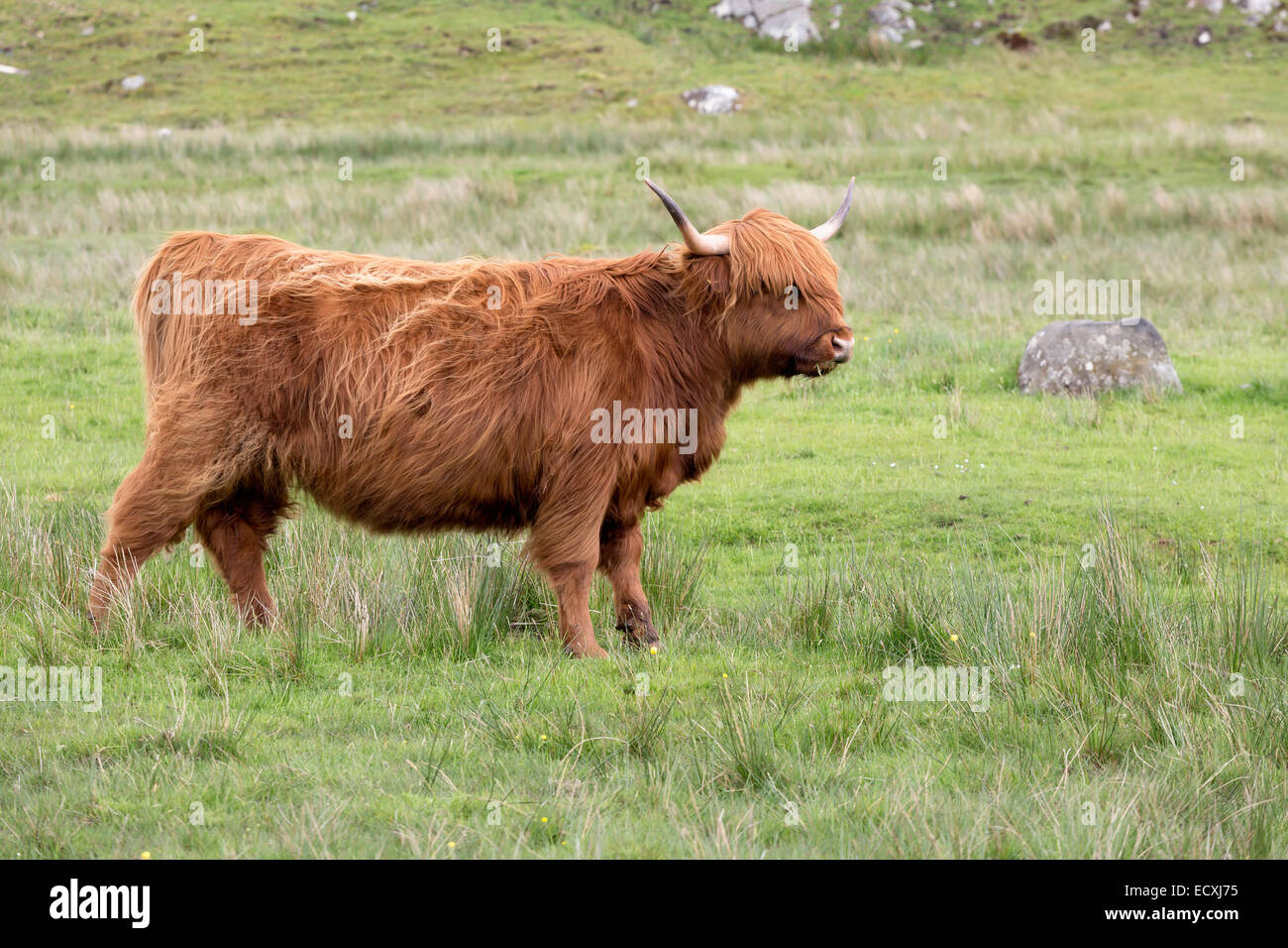 Erwachsenen rote Schottisch-Gälisch oder Highland Cattle auf einer Wiese auf der Isle of Lewis and Harris in den äußeren Hebriden Stockfoto