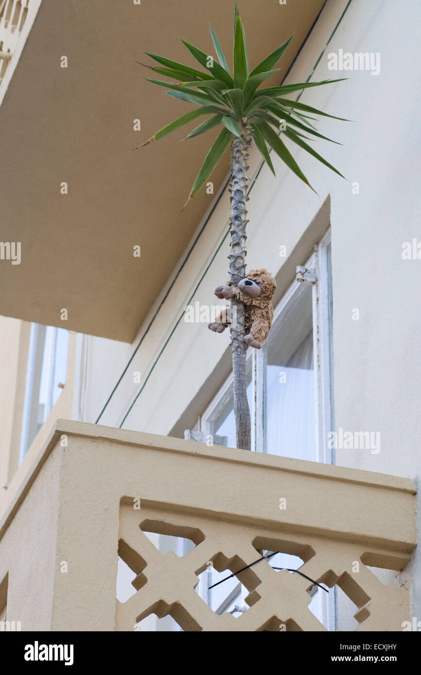 Teddybär Klettern eine Palme auf einem Balkon in Malta Stockfotografie