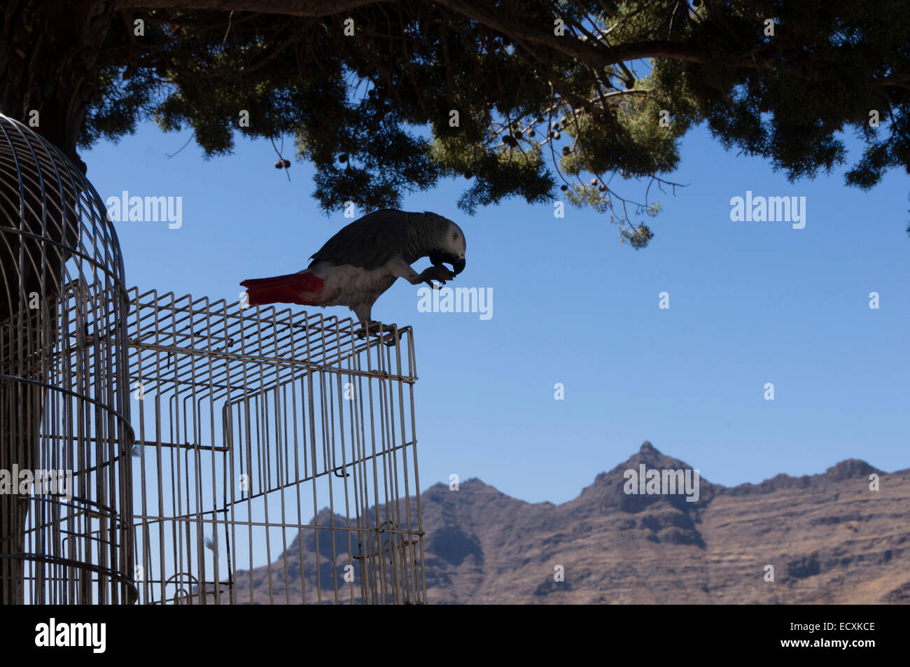 Gran Canaria - Vogelkäfig am Straßenrand bar Fuente de Los Azulejos. Stockfoto