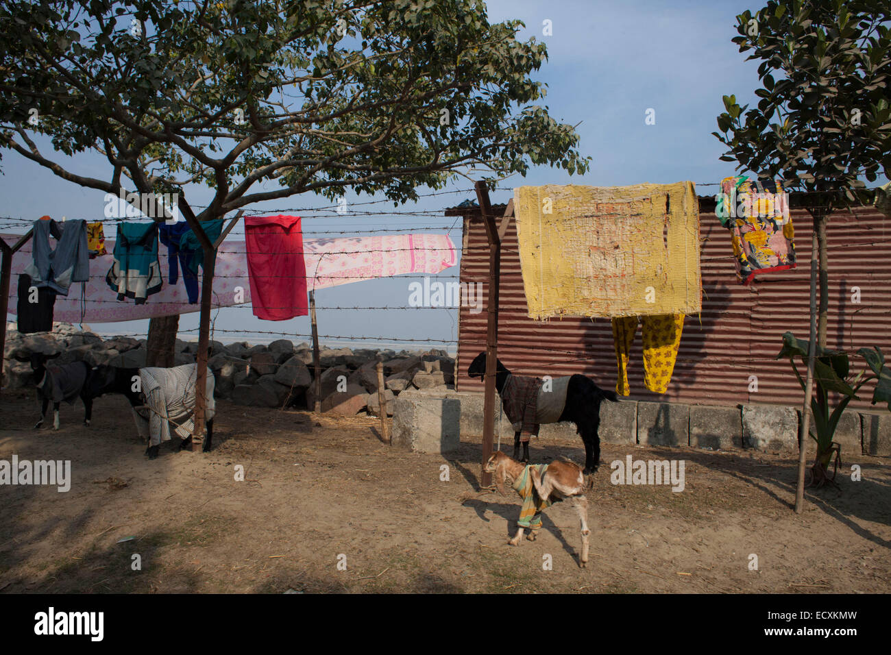 Bangladesch. 20. Dezember 2014. Völker Leben in der Nähe des Flusses Yamuna. Bangladesch ist ausgesetzt, den Launen der Natur in verschiedenen Formen und Flusserosion, die Menschen aus ihrer angestammten Heimat entwurzelt und befasst sich tödliche Schläge, Agrarwirtschaft, ist sicherlich ein großes sozio-ökonomischen Problem, das in der Art von nachhaltigen Armutsbekämpfung steht. Bildnachweis: Zakir Hossain Chowdhury Zakir/Alamy Live-Nachrichten Stockfoto