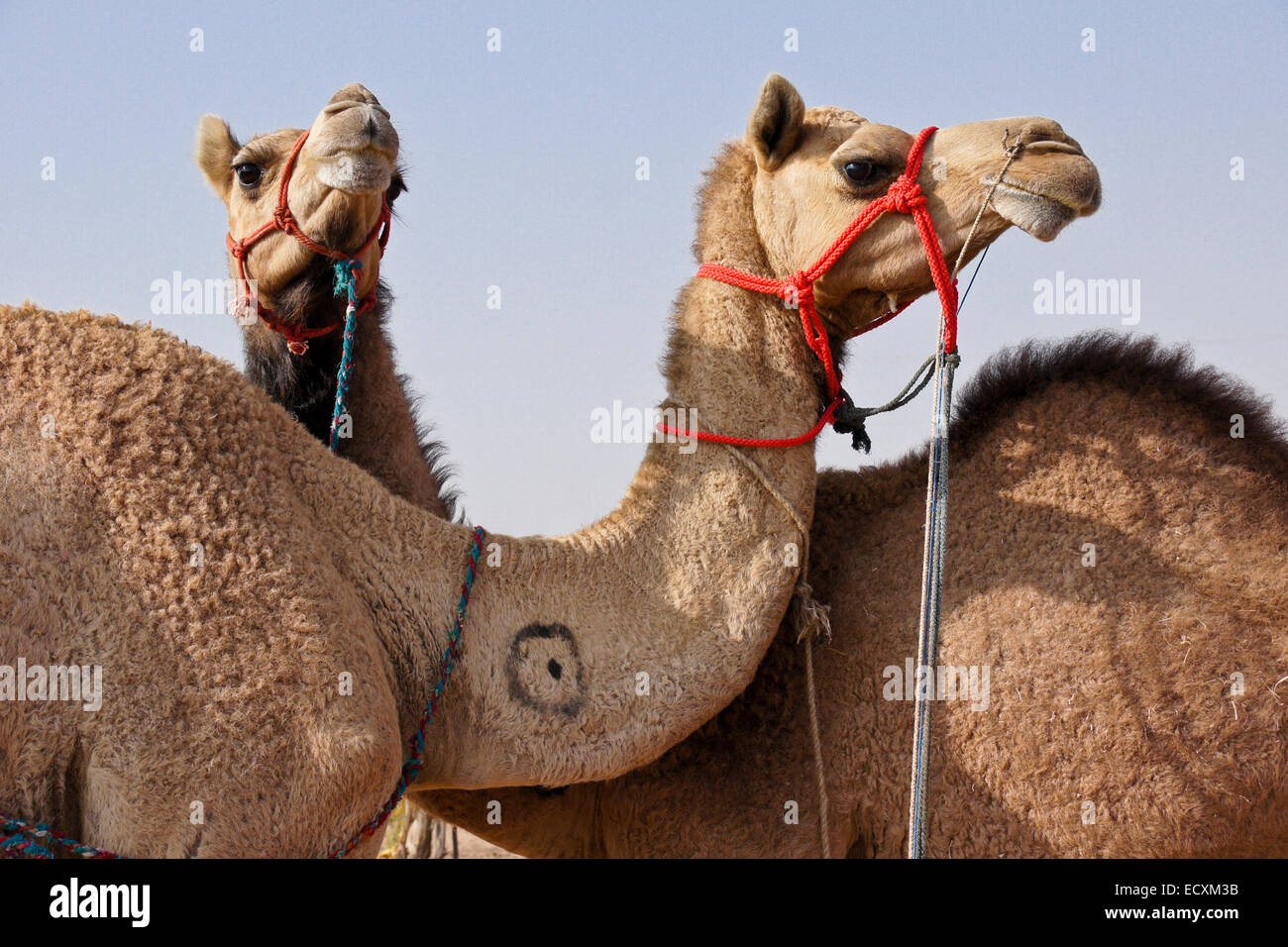 Kamele für den Verkauf auf Nagaur Messe, Rajasthan, Indien Stockfoto