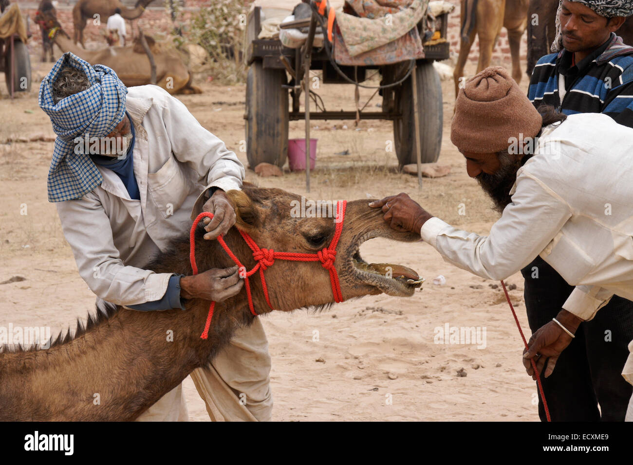 Kamel Verkäufer und Kaufinteressenten, Nagaur Messe, Rajasthan, Indien Stockfoto