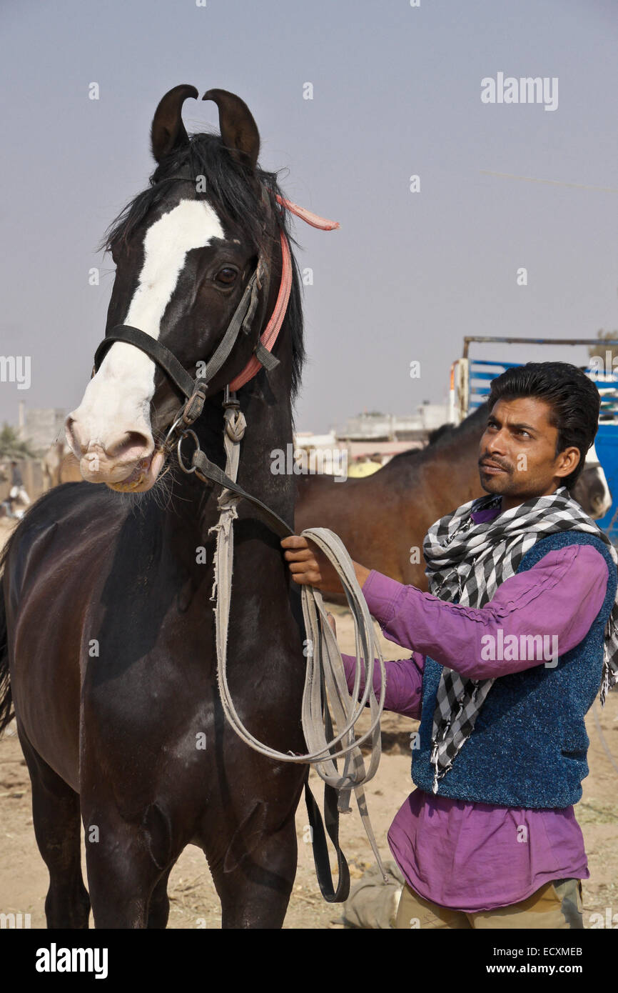 Trainer mit Marwari Pferd, Nagaur Messe, Rajasthan, Indien Stockfoto