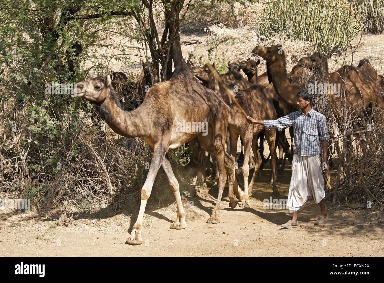 Semi-nomadische Rabari Mann mit Kamelen, Gujarat, Indien Stockfoto