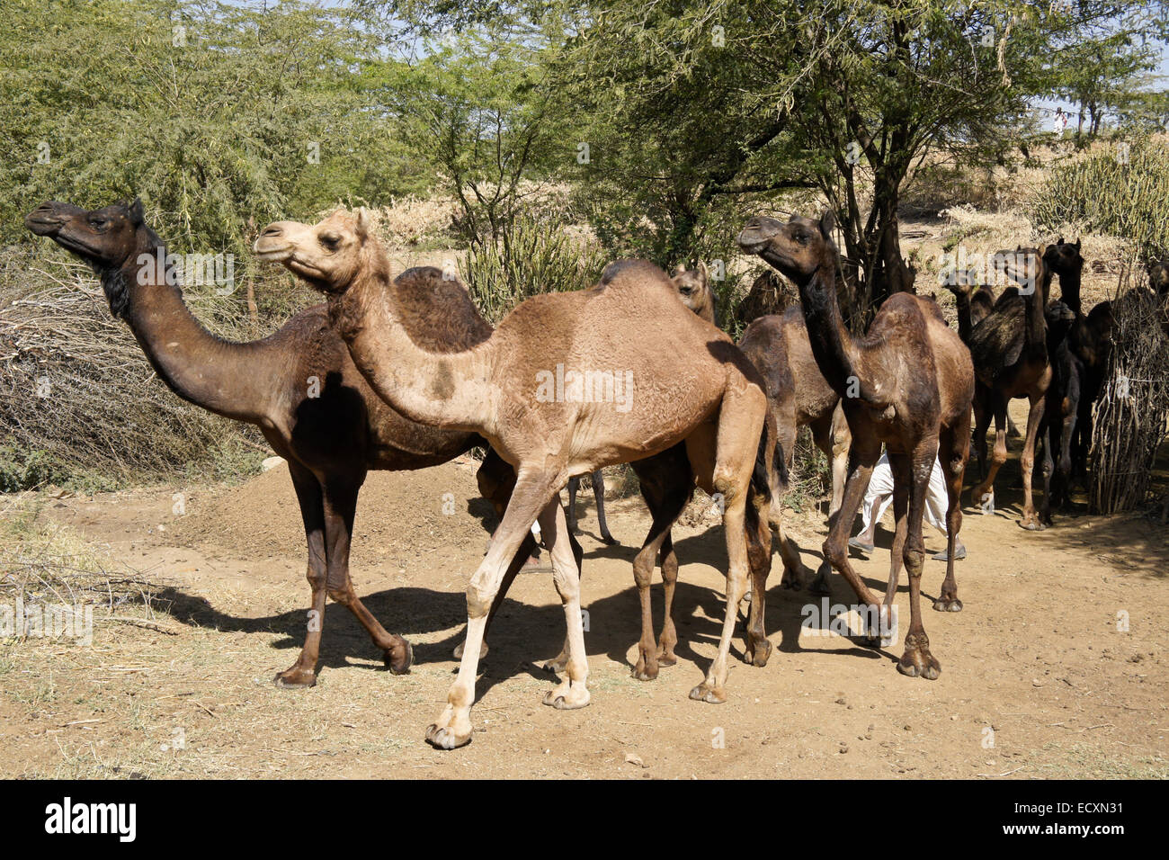 Herde von domestizierten Kamelen (im Besitz von halbnomadischen Rabari-Stamm), Gujarat, Indien Stockfoto