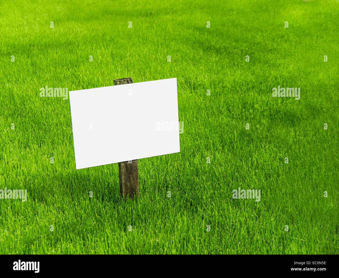 Melden Sie sich auf einer grünen Wiese (textfreiraum) Stockfoto