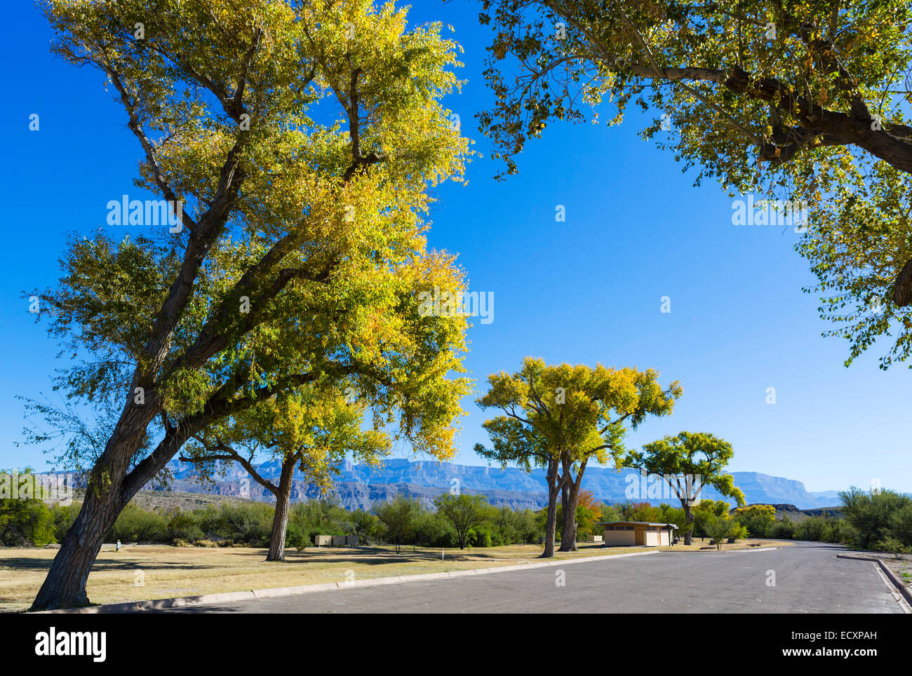 Farben des Herbstes in einen Picknickplatz im Rio Grande Village in Big Bend Nationalpark, Texas, USA Stockfoto