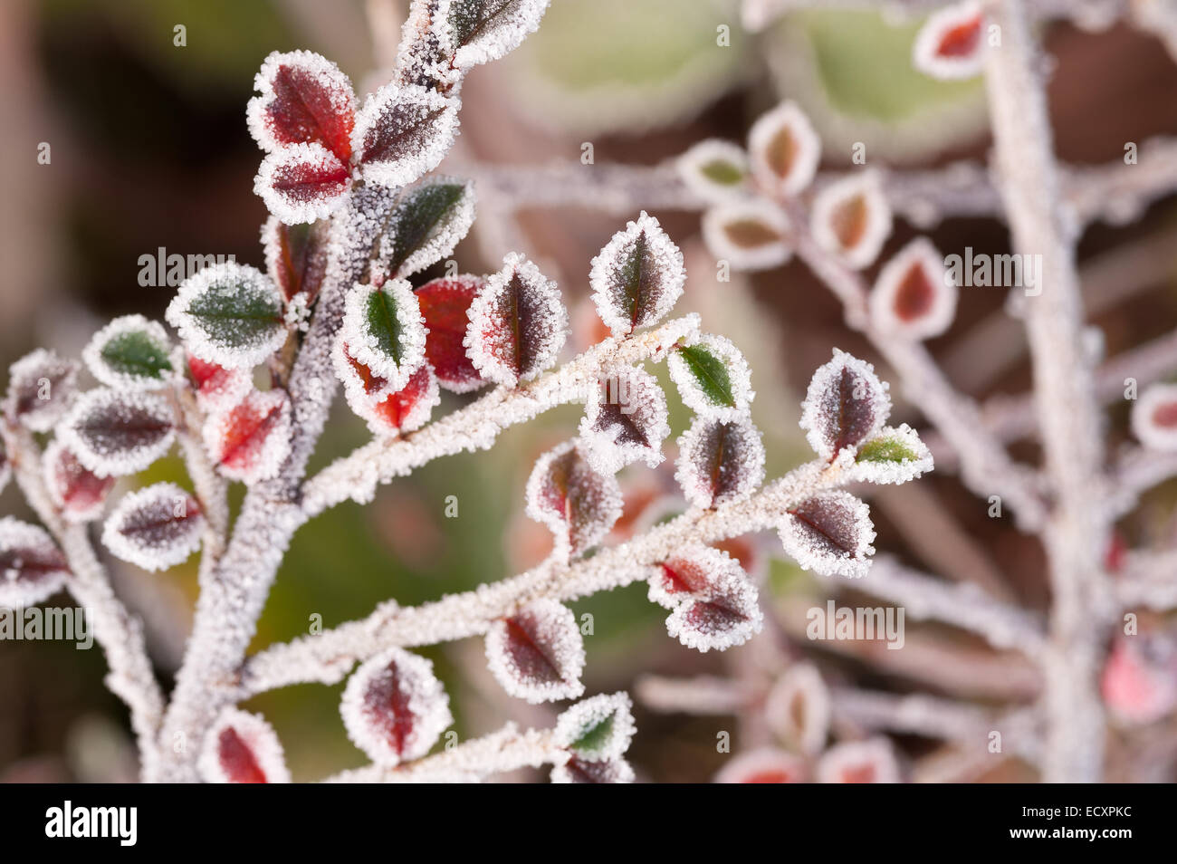 Gefrorene Frost bedeckt Cottoneaster Strauch eine gute Nahrungsquelle für Vögel über Winter geringe Schärfentiefe Stockfoto