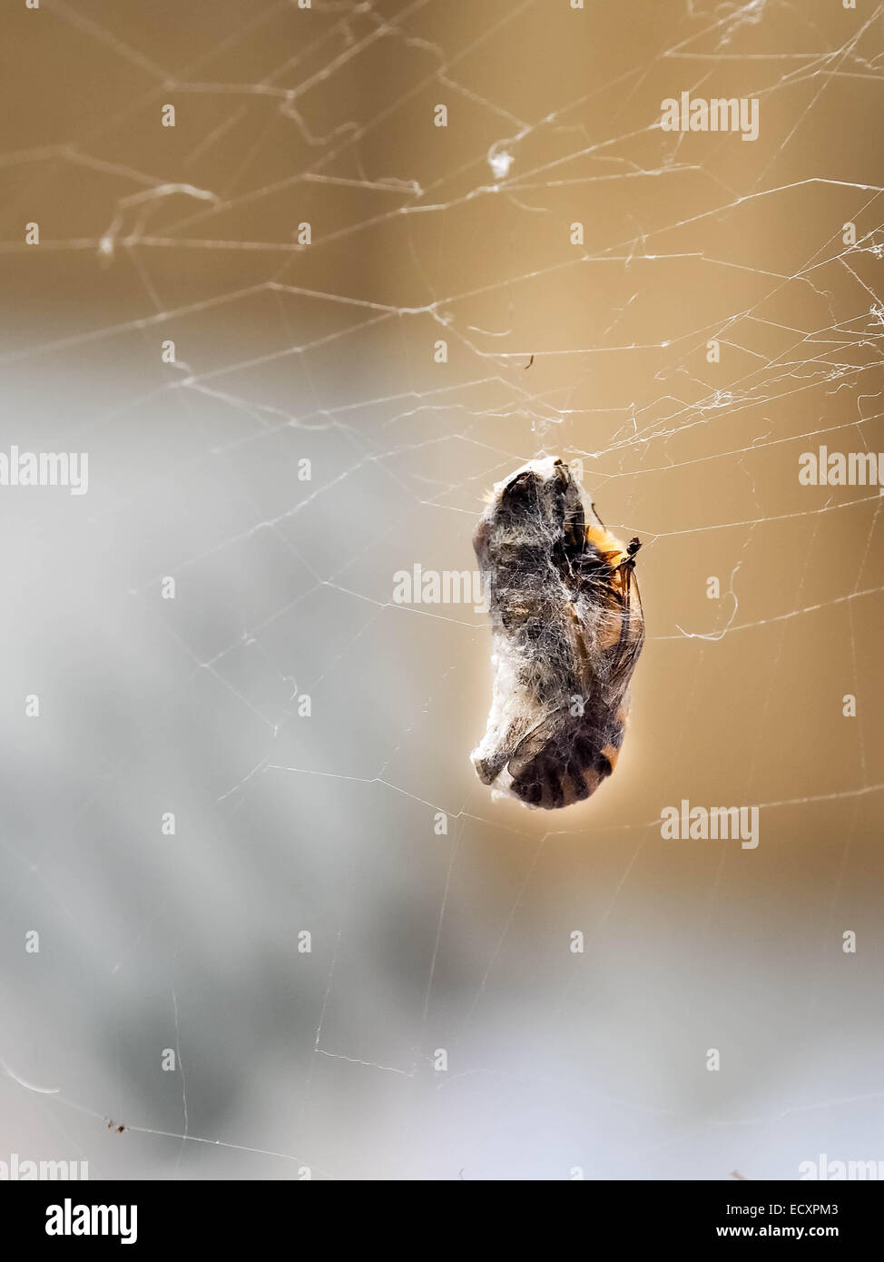 Eine Biene in einem Spinnennetz gefangen und in Seide gehüllt Stockfoto
