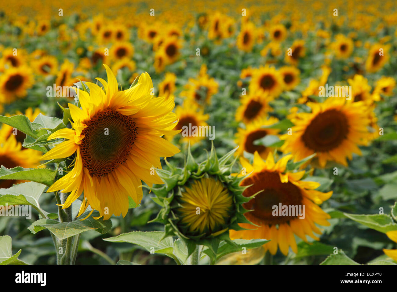 Sonnenblumen Stockfoto