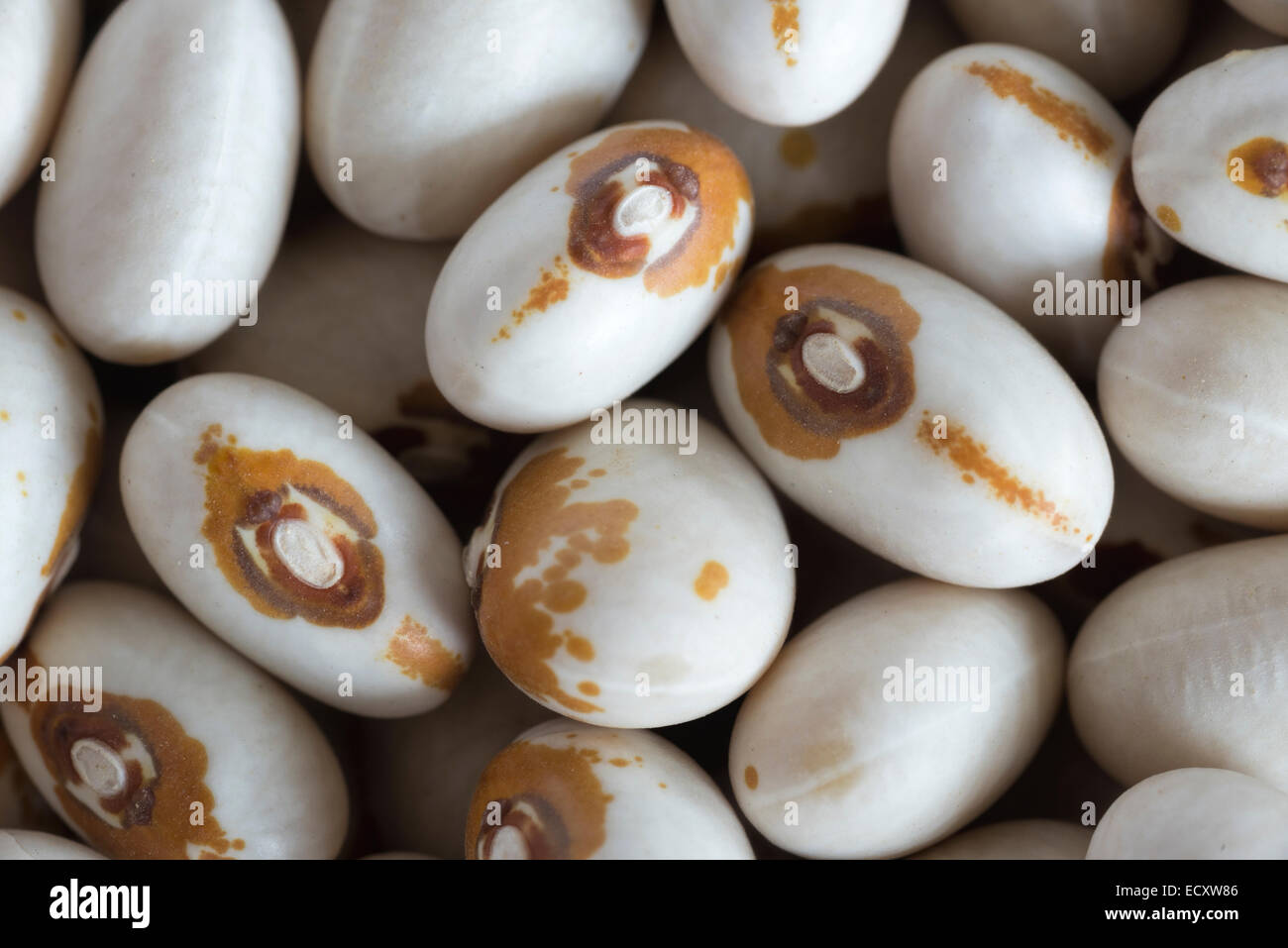 Kenearly gelbes Auge Dörrbohnen. Stockfoto