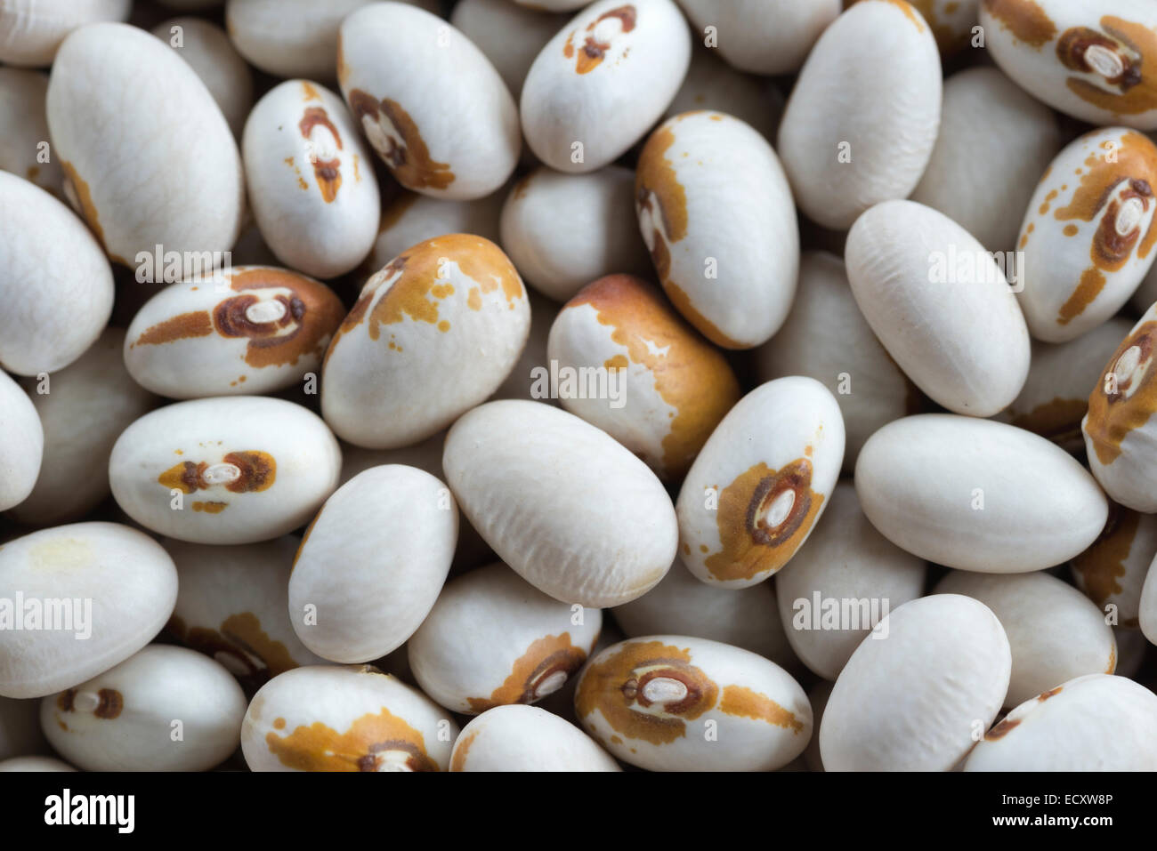 Kenearly gelbes Auge Dörrbohnen. Stockfoto