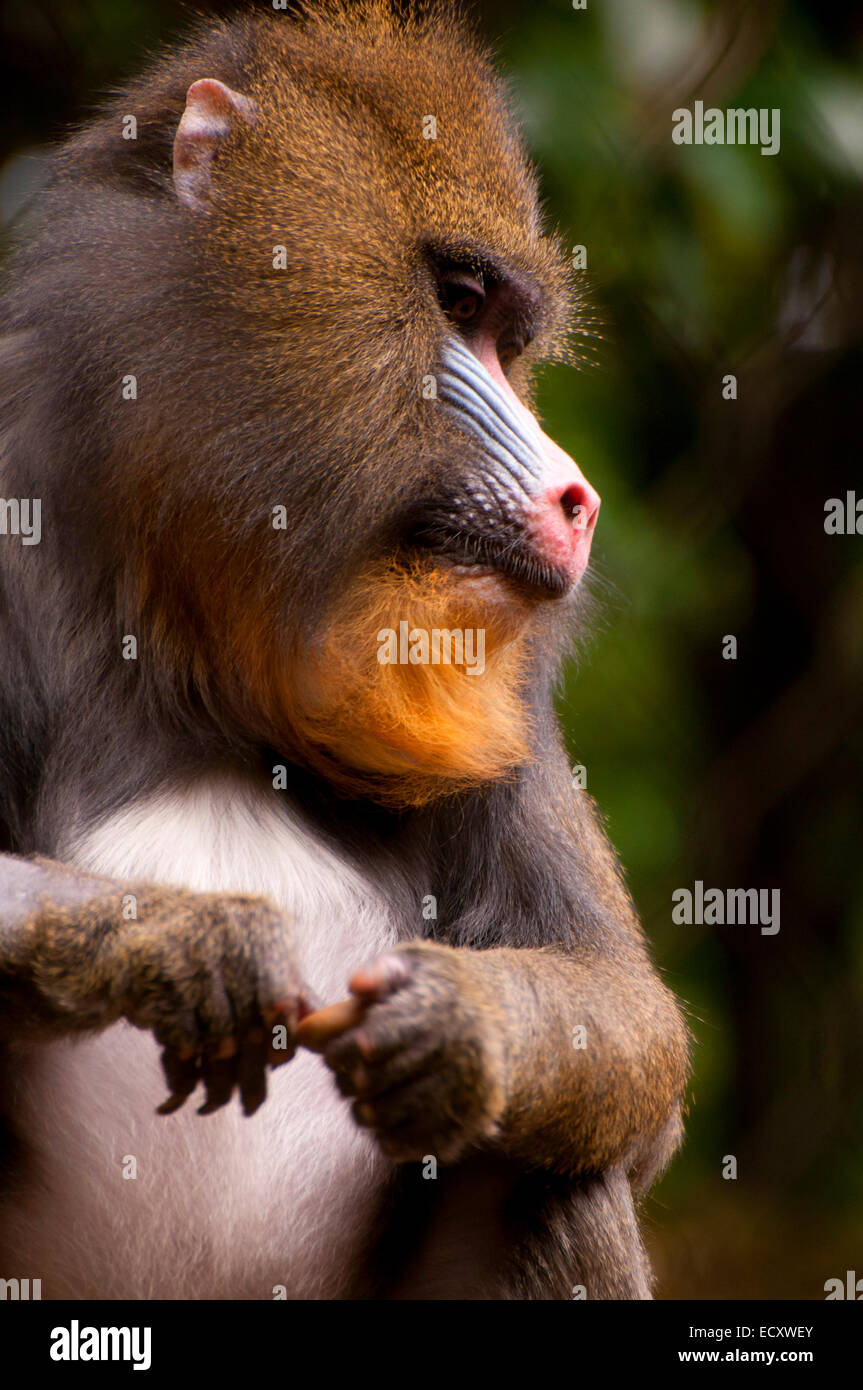 Mandrill (Mandrillus Sphinx), San Diego Zoo, Balboa Park, San Diego, Kalifornien Stockfoto